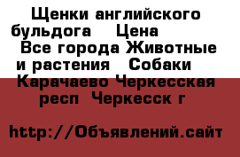 Щенки английского бульдога  › Цена ­ 60 000 - Все города Животные и растения » Собаки   . Карачаево-Черкесская респ.,Черкесск г.